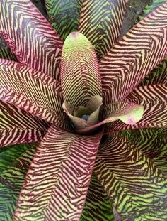 the top view of a plant with purple and green stripes on it's leaves