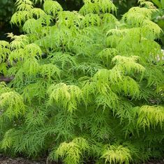 a green tree with lots of leaves in the middle of some dirt and bushes behind it