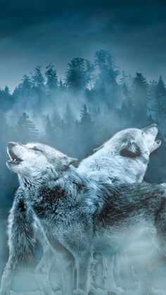 two wolfs are standing in the snow with their heads turned to look like they are facing each other