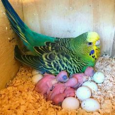 a green and yellow parakeet sitting on top of eggs in a nest box