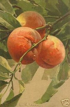 two peaches hanging from a tree branch with leaves