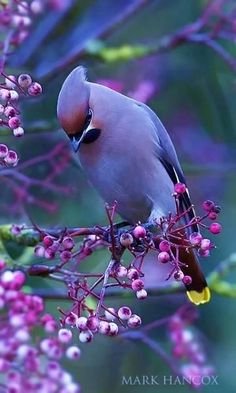 a bird sitting on top of a tree branch with pink flowers in the foreground