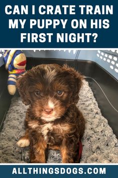 a puppy sitting on top of a rug next to a stuffed animal and text that reads can i crate train my puppy on his first night?