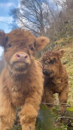 two baby brown cows standing next to each other on a hill with trees in the background