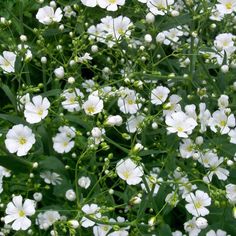 small white flowers are growing in the grass