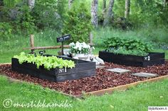 three raised garden beds with plants growing in them on top of green grass and dirt