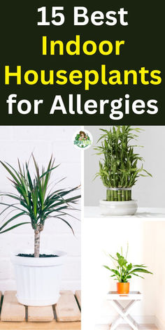 the best indoor houseplants for allergies