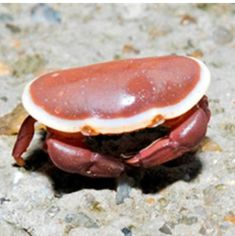 a red crab crawling on the ground