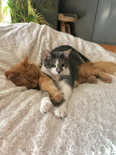 two cats laying on top of a bed next to each other