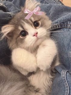 a kitten with a pink bow on it's head sitting in someones jeans