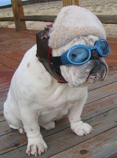 a white dog wearing goggles on top of a wooden deck