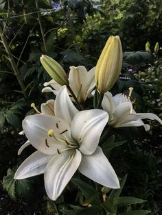 white lilies are blooming in the garden