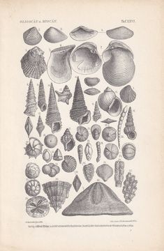 an old book with sea shells and other things on the page, in black and white