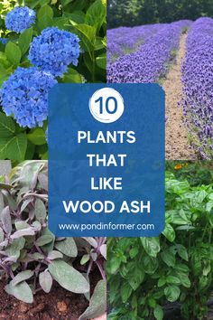 blue flowers and green plants with the words 10 plants that like wood ash on them