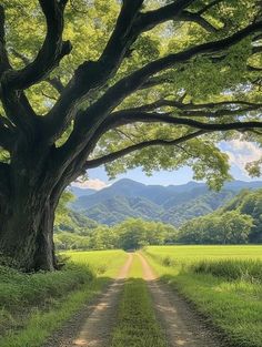 a dirt road leading to a large tree in the middle of a grassy field with mountains in the background