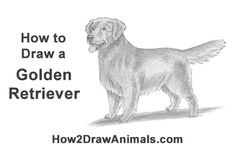 how to draw a golden retriever