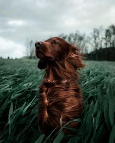 a brown dog sitting in the grass looking up