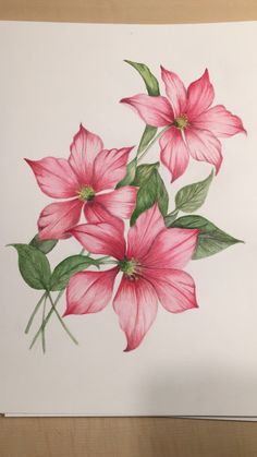 a drawing of pink flowers with green leaves