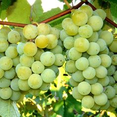 bunches of green grapes hang from the vine