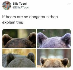 four different pictures of bears with caption that reads, if bears are so dangerous then explain this