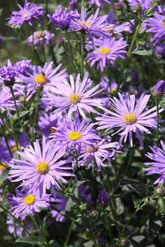 purple flowers are blooming in the garden