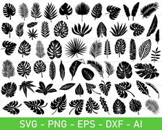 the silhouettes of tropical plants and leaves are shown in black on a white background