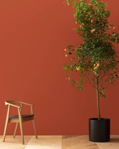 an orange tree in a black pot next to a wooden chair on a hard wood floor