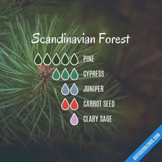 Scandinavian Forest, Yl Oils