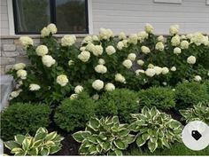 some white flowers and green bushes in front of a house