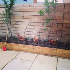 several chickens in a fenced area with plants growing out of the top and bottom