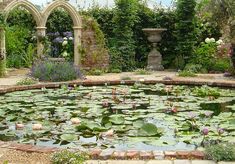 a pond filled with water lilies surrounded by greenery