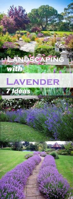 landscaping with lavender flowers in the foreground and an image of a path leading through it