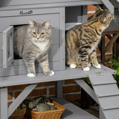 two cats are standing on top of a cat house and looking at each other in the same direction