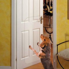 a dog standing on its hind legs in front of a door