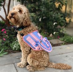 a brown dog with a pink and blue backpack on it's back sitting on the sidewalk