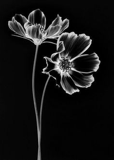 black and white photograph of two flowers in a vase