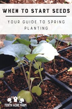 seedlings in trays with text overlay that reads when to start seeds your guide to spring planting