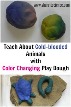 two different colored clay animals with text that reads teach about cold - blooded animals with color changing play dough