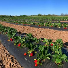 rows of strawberries growing in an open field