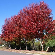 a red tree in the middle of a residential area with lots of leaves on it