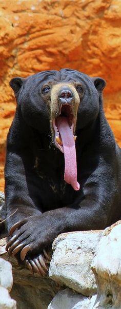 a large black bear with its tongue hanging out and it's mouth wide open