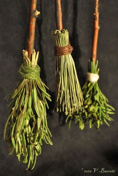 three bundles of dried herbs hanging from branches