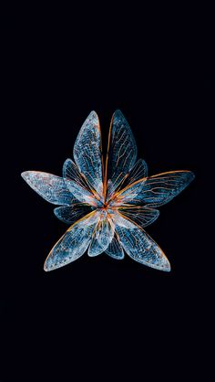 a blue and orange flower on a black background with some light coming from the petals