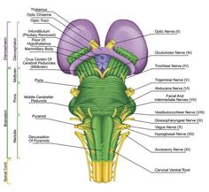 the structure of the human head and neck