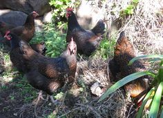 four chickens are standing in the grass near some rocks and plants, one is pecking at something