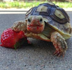 a tortoise eating a strawberry on the road