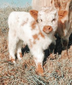 a baby calf standing next to an adult cow in a field with dry grass on the ground