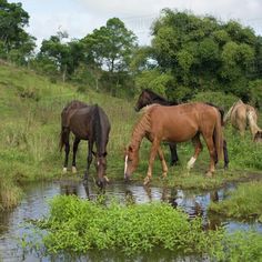 three horses are drinking water from a pond