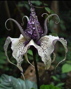 a purple and white flower with an intricate design on it's petals in the forest