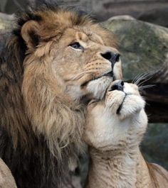 two lions are touching each other with their mouths